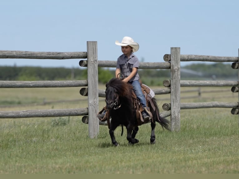 Weitere Ponys/Kleinpferde Wallach 9 Jahre 91 cm Rappe in Nevis
