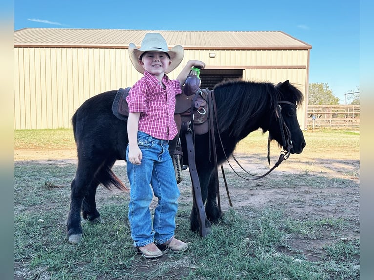 Weitere Ponys/Kleinpferde Wallach 9 Jahre 91 cm Roan-Blue in Weatherford