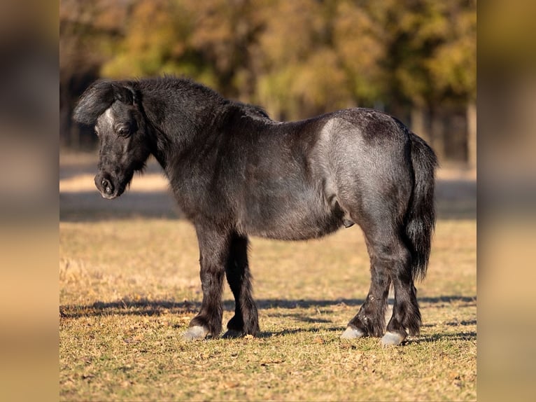 Weitere Ponys/Kleinpferde Wallach 9 Jahre 91 cm Roan-Blue in Weatherford