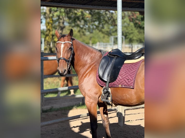 Weitere Ponys/Kleinpferde Mix Wallach 9 Jahre Brauner in Viernheim
