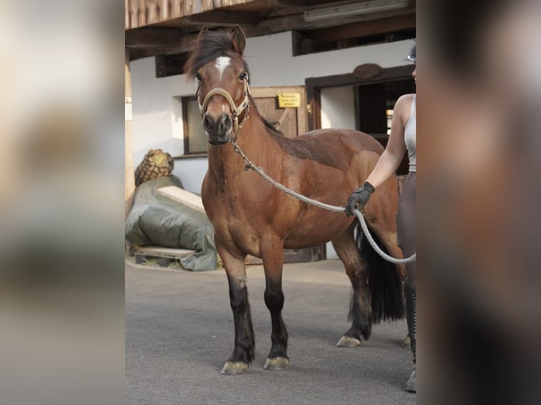 Weitere Ponys/Kleinpferde Wallach 9 Jahre Brauner in Wernberg