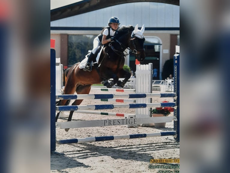 Weitere Ponys/Kleinpferde Wallach 9 Jahre Dunkelbrauner in Besana Brianza