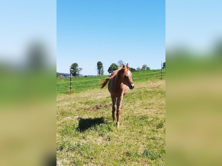 Weitere Vollblüter Hengst 1 Jahr 161 cm Schimmel in Tellig Althaus