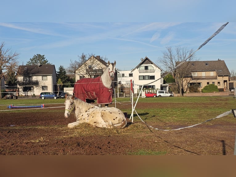 Weitere Vollblüter Hengst 3 Jahre 154 cm Tigerschecke in Düren