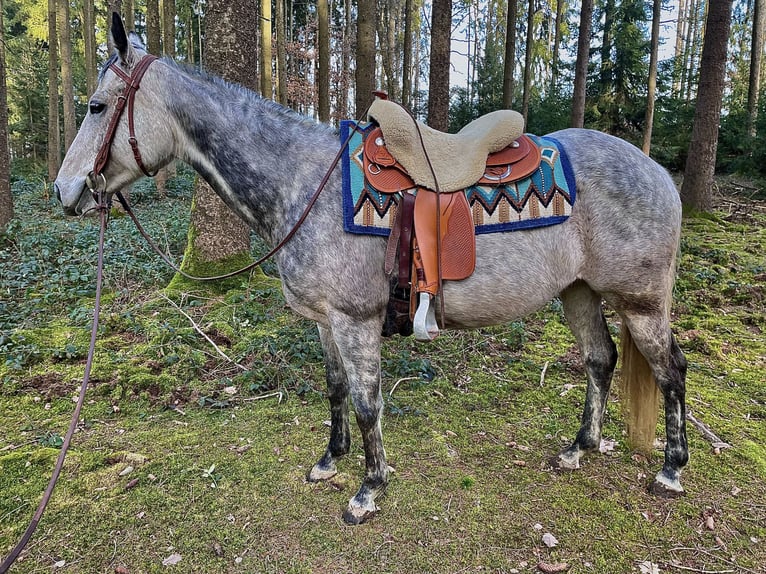 Weitere Vollblüter Stute 10 Jahre 150 cm Apfelschimmel in Bad Abbach