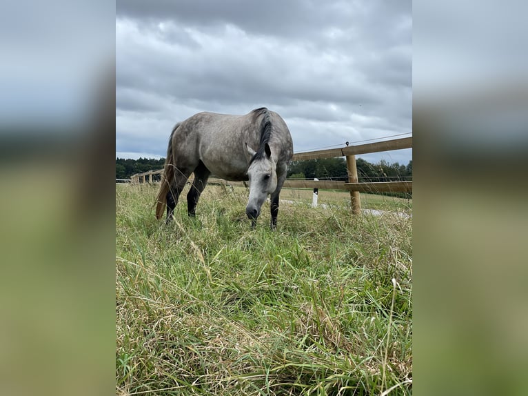 Weitere Vollblüter Stute 10 Jahre 150 cm Apfelschimmel in Bad Abbach