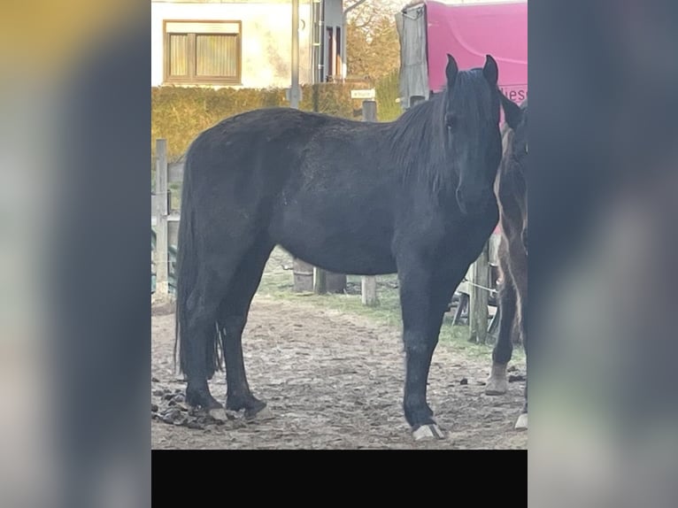 Weitere Vollblüter Stute 10 Jahre 155 cm Rappe in Greifenstein