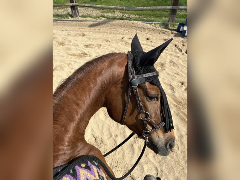 Weitere Vollblüter Stute 10 Jahre 157 cm Fuchs in Nörvenich