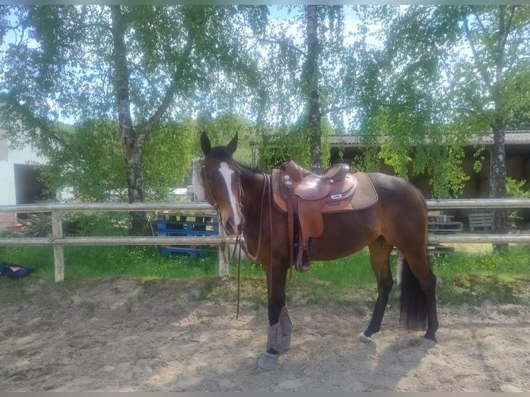 Weitere Vollblüter Stute 10 Jahre 158 cm Brauner in Wetzlar
