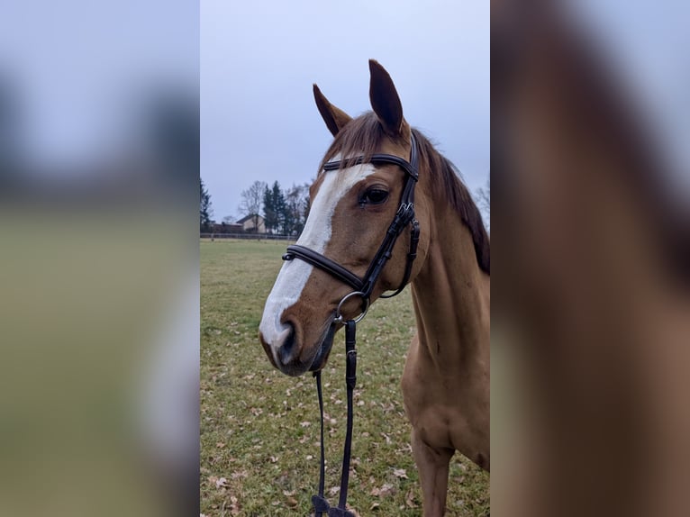 Weitere Vollblüter Stute 10 Jahre 158 cm Fuchs in Aulendorf