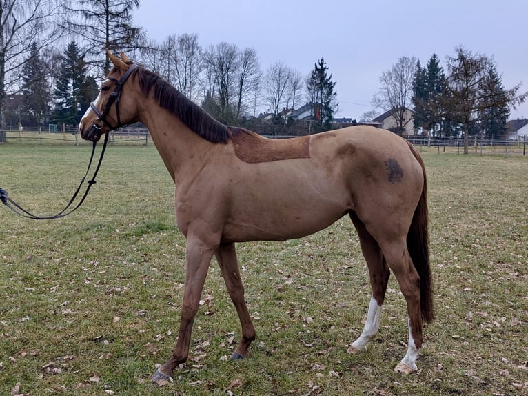 Weitere Vollblüter Stute 10 Jahre 158 cm Fuchs in Aulendorf