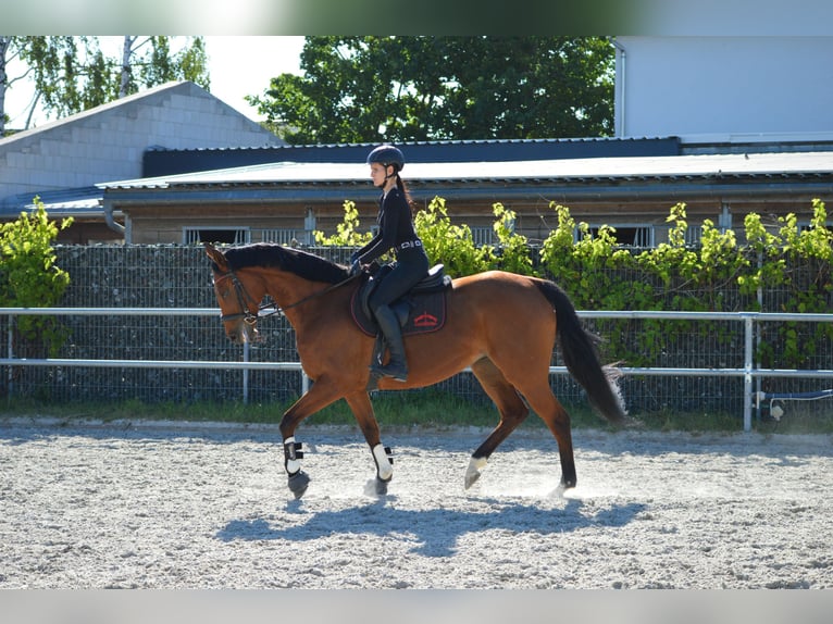 Weitere Vollblüter Stute 10 Jahre 161 cm  in Oederan