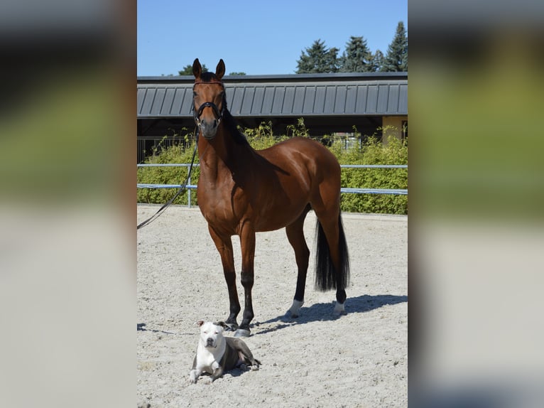Weitere Vollblüter Stute 10 Jahre 161 cm  in Oederan
