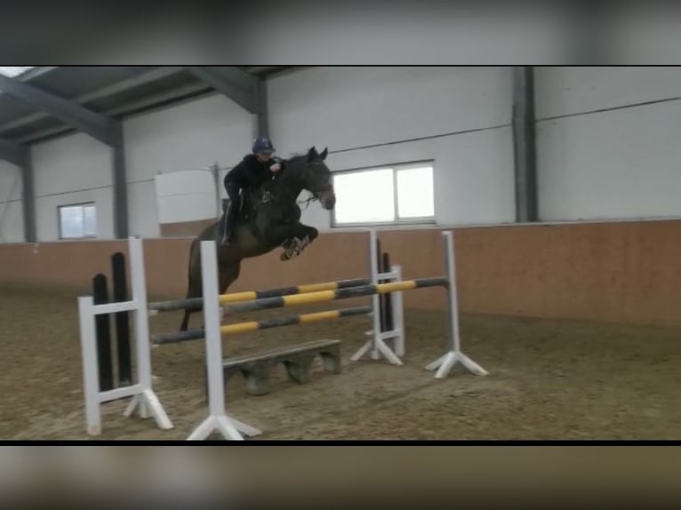 Weitere Vollblüter Stute 10 Jahre 162 cm Brauner in K&#xF6;ln