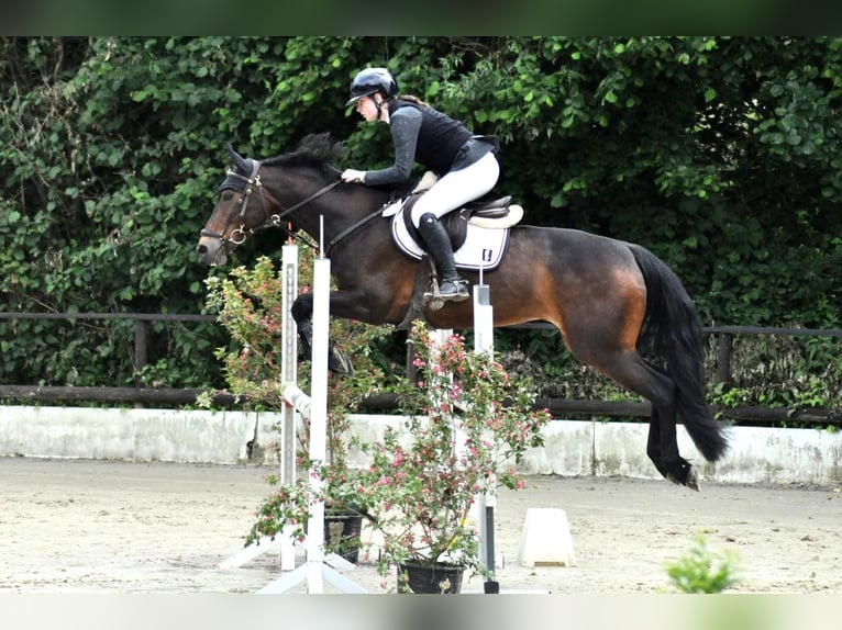 Weitere Vollblüter Stute 10 Jahre 162 cm Brauner in K&#xF6;ln