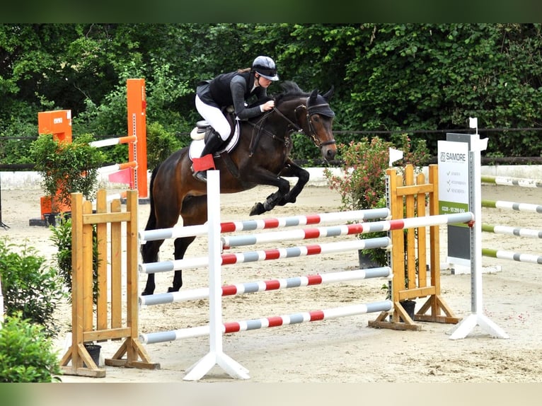 Weitere Vollblüter Stute 10 Jahre 162 cm Brauner in K&#xF6;ln