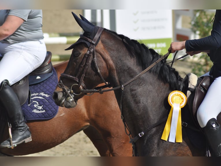 Weitere Vollblüter Stute 10 Jahre 162 cm Brauner in K&#xF6;ln