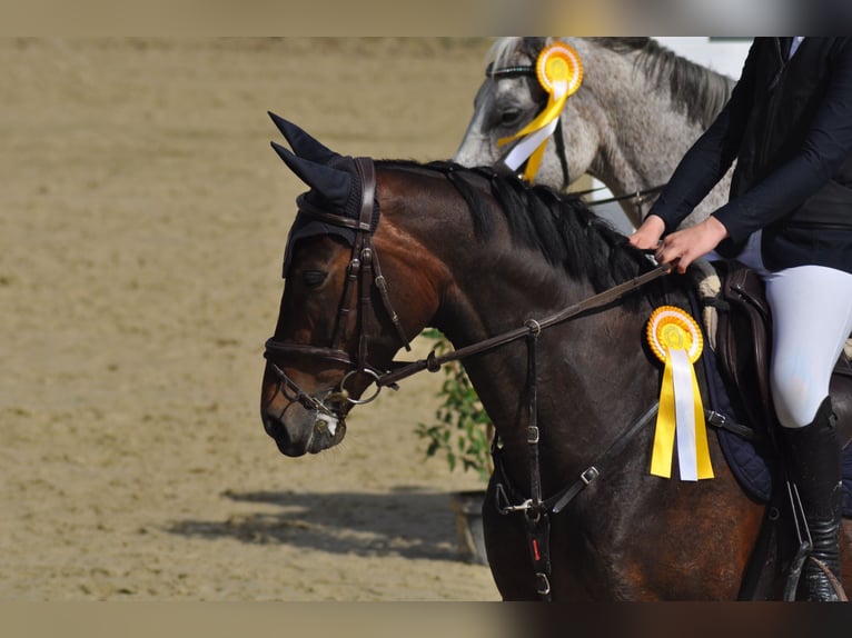 Weitere Vollblüter Stute 10 Jahre 162 cm Brauner in K&#xF6;ln