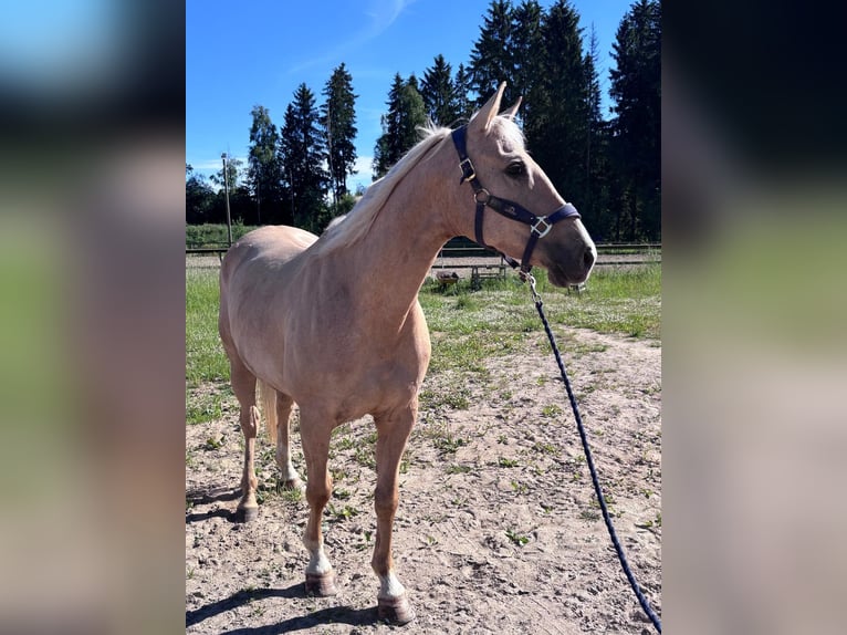 Weitere Vollblüter Stute 11 Jahre 158 cm Palomino in Kangasala