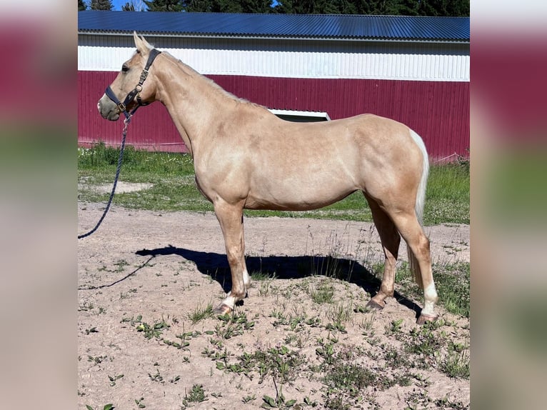 Weitere Vollblüter Stute 11 Jahre 158 cm Palomino in Kangasala