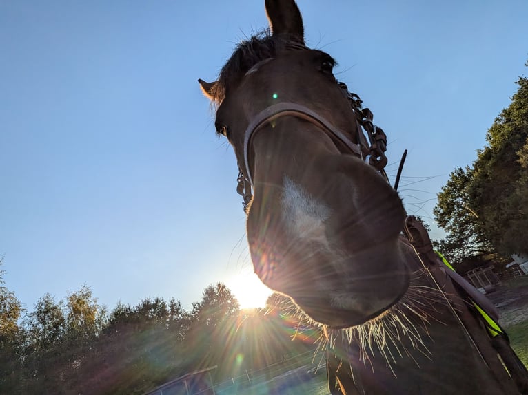 Weitere Vollblüter Mix Stute 11 Jahre 160 cm in Cuxhaven
