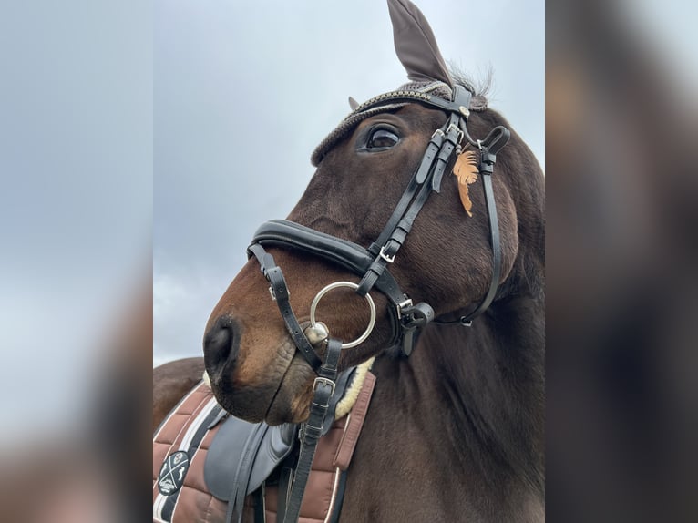 Weitere Vollblüter Stute 11 Jahre 163 cm Brauner in Wadern