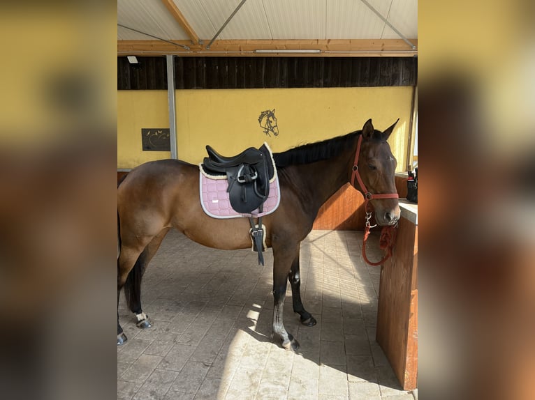 Weitere Vollblüter Stute 11 Jahre 163 cm Brauner in Wadern