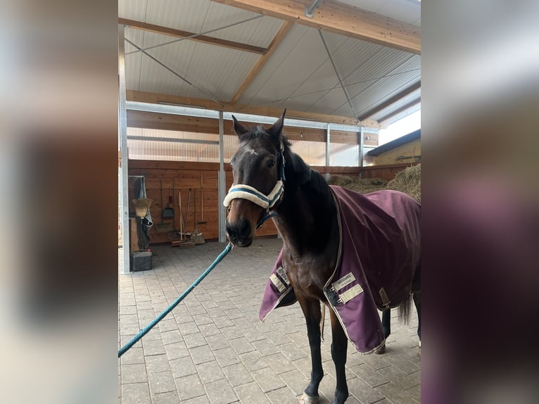 Weitere Vollblüter Stute 11 Jahre 163 cm Brauner in Wadern