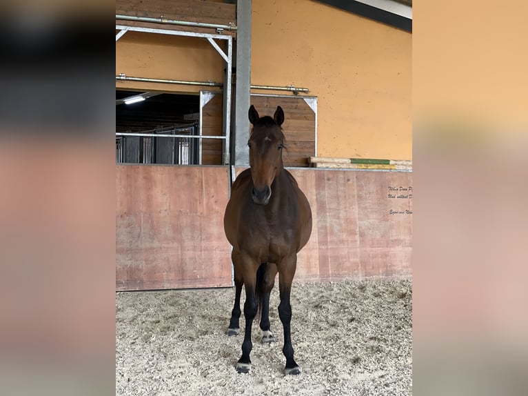 Weitere Vollblüter Stute 11 Jahre 163 cm Brauner in Wadern