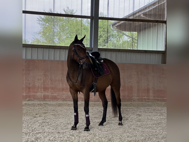 Weitere Vollblüter Stute 11 Jahre 163 cm Brauner in Wadern