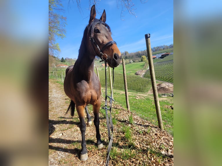 Weitere Vollblüter Stute 12 Jahre 165 cm  in Eichberg bei Hartmannsdorf