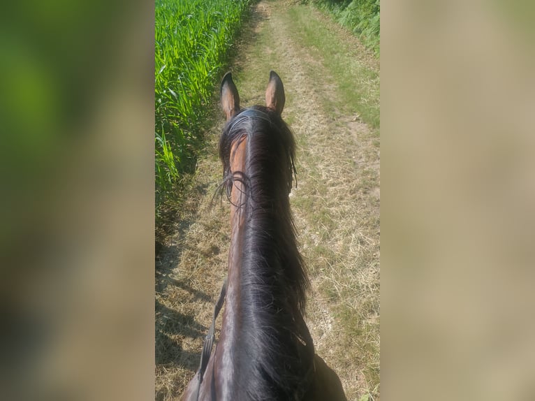 Weitere Vollblüter Stute 12 Jahre 165 cm  in Eichberg bei Hartmannsdorf