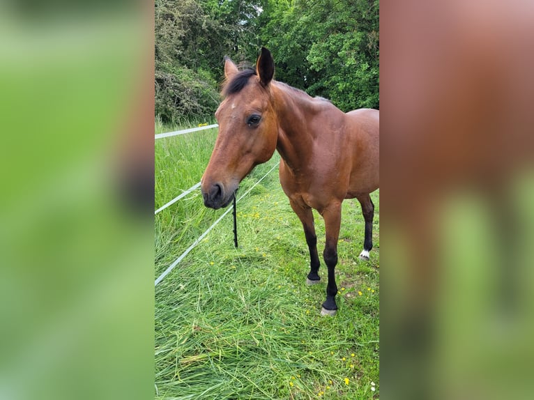 Weitere Vollblüter Stute 13 Jahre 157 cm Brauner in Ostelsheim