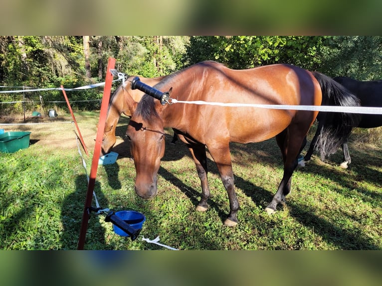 Weitere Vollblüter Stute 13 Jahre 157 cm Brauner in Ostelsheim