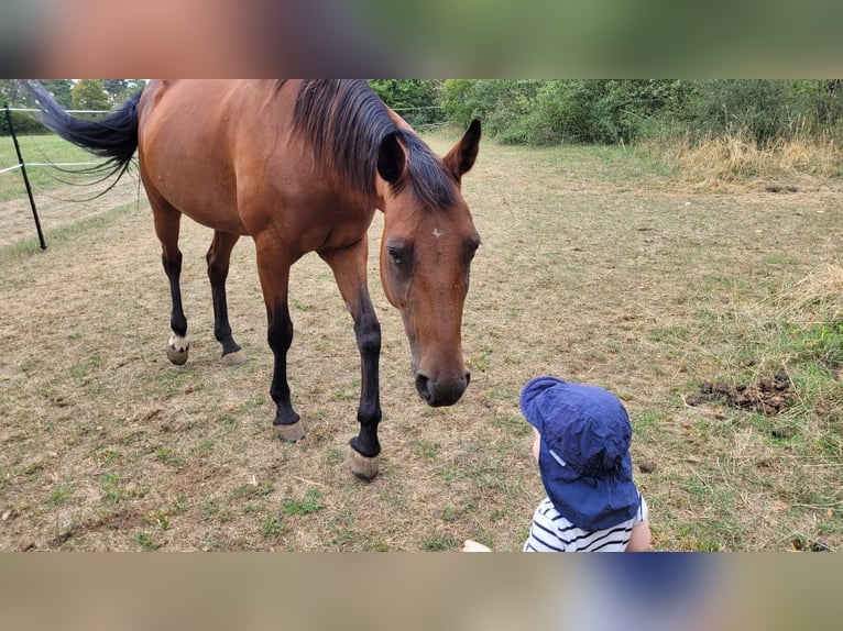 Weitere Vollblüter Stute 13 Jahre 157 cm Brauner in Ostelsheim