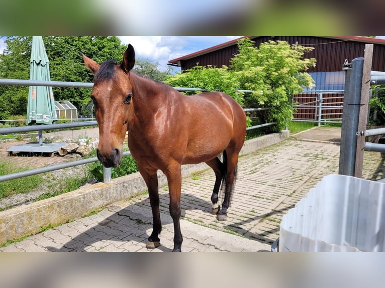 Weitere Vollblüter Stute 13 Jahre 157 cm Brauner in Ostelsheim