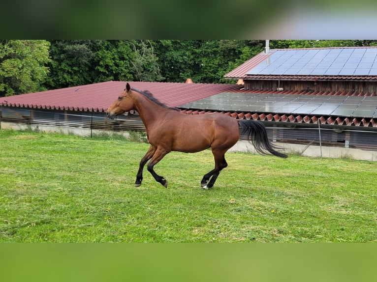 Weitere Vollblüter Stute 13 Jahre 157 cm Brauner in Ostelsheim