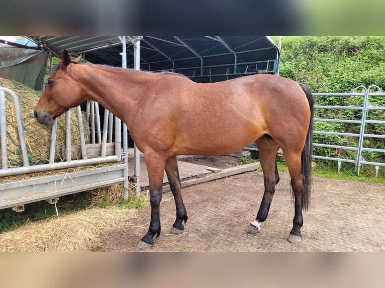 Weitere Vollblüter Stute 13 Jahre 157 cm Brauner in Ostelsheim