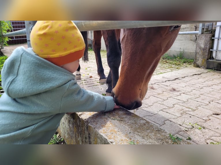 Weitere Vollblüter Stute 13 Jahre 157 cm Brauner in Ostelsheim