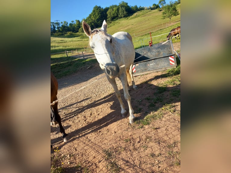 Weitere Vollblüter Stute 14 Jahre 161 cm Fliegenschimmel in Ulmet