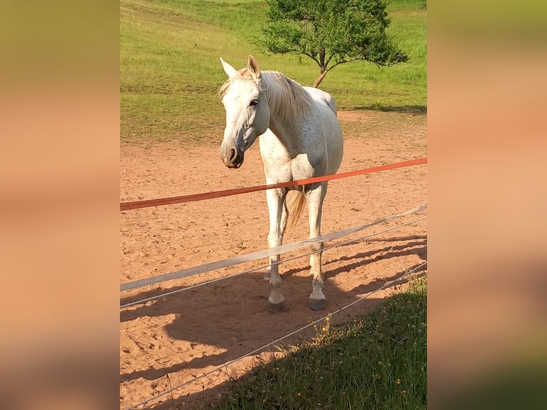 Weitere Vollblüter Stute 14 Jahre 161 cm Fliegenschimmel in Ulmet
