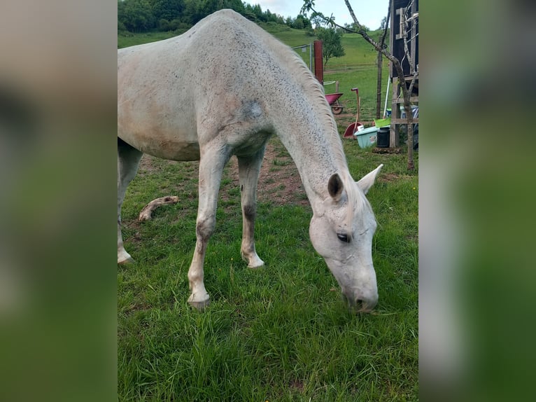 Weitere Vollblüter Stute 14 Jahre 161 cm Fliegenschimmel in Ulmet