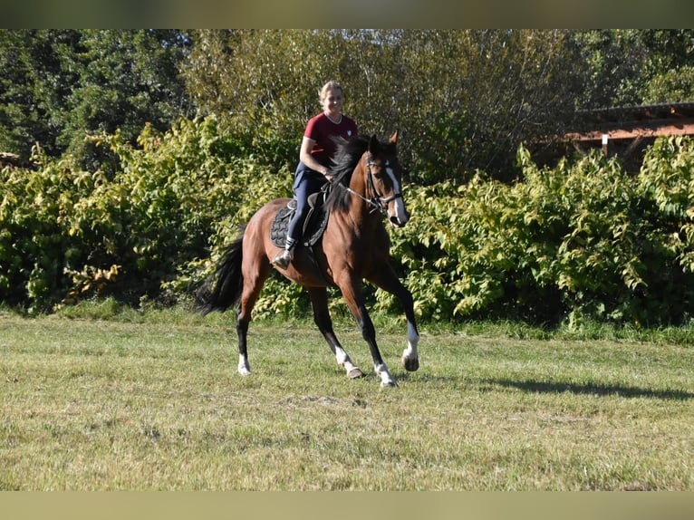 Weitere Vollblüter Stute 14 Jahre 165 cm Brauner in Eggenfelden