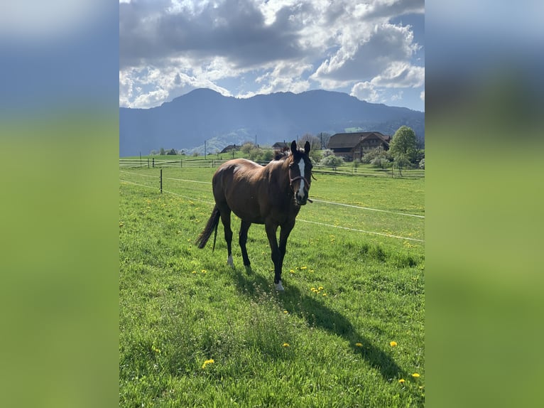 Weitere Vollblüter Stute 15 Jahre 150 cm Brauner in Forst b. Längenbühl
