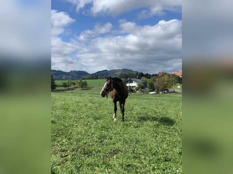 Weitere Vollblüter Stute 15 Jahre 150 cm Brauner in Forst b. Längenbühl