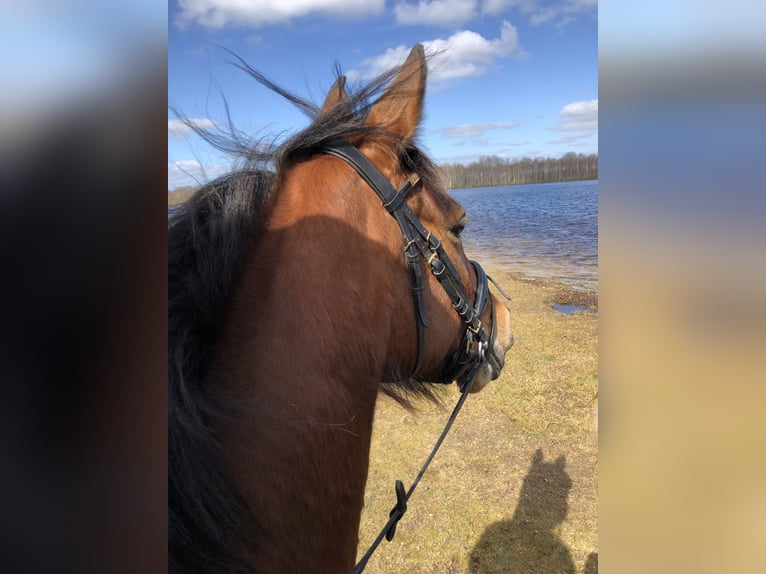 Weitere Vollblüter Mix Stute 16 Jahre 156 cm Fuchs in Papenburg