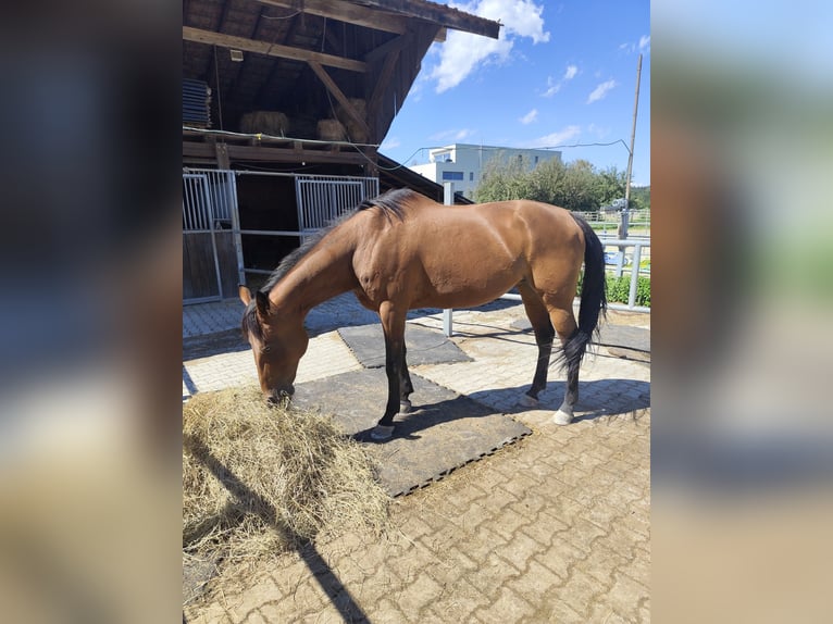 Weitere Vollblüter Stute 16 Jahre 163 cm Brauner in Kölliken