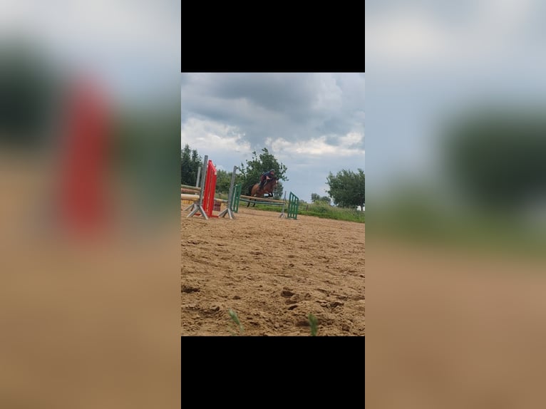 Weitere Vollblüter Stute 17 Jahre 165 cm Brauner in Magdeburg