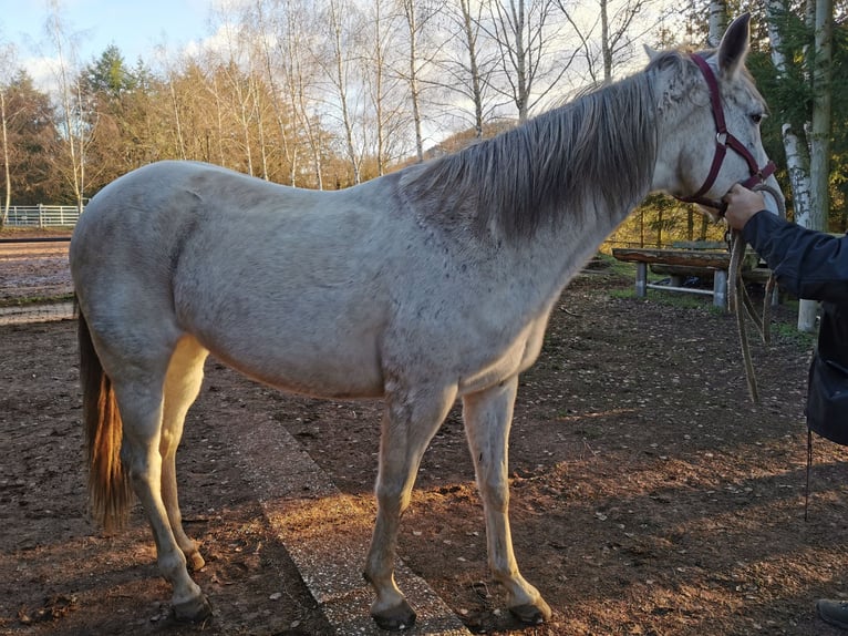 Weitere Vollblüter Stute 18 Jahre 156 cm Apfelschimmel in Weidenthal