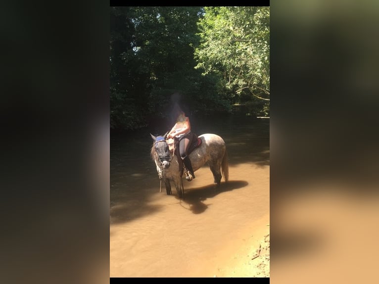 Weitere Vollblüter Stute 18 Jahre 156 cm Apfelschimmel in Weidenthal